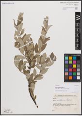 Foto von Salix cantabrica Rech. f.